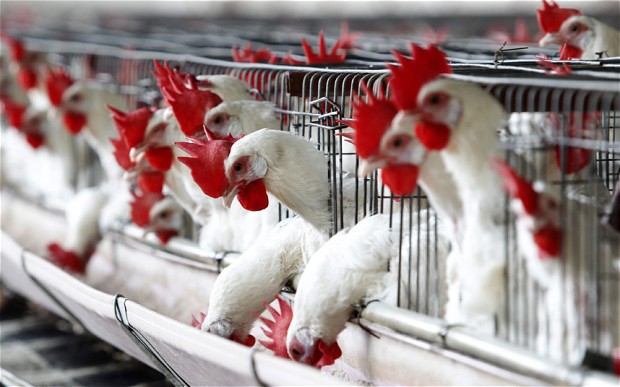 Iran to fix chicken price after recent increase, Shargh reports
