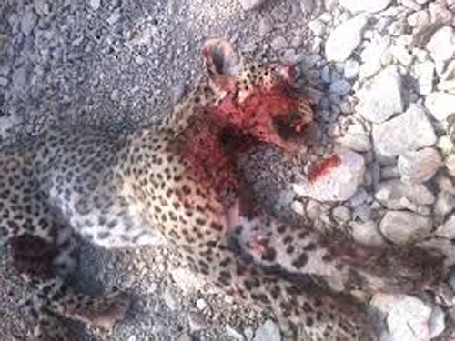 Persian Leopard killed by Iranian environmental guards
