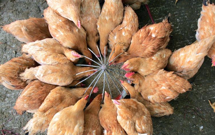 Iran to produce poultry feed from food waste 