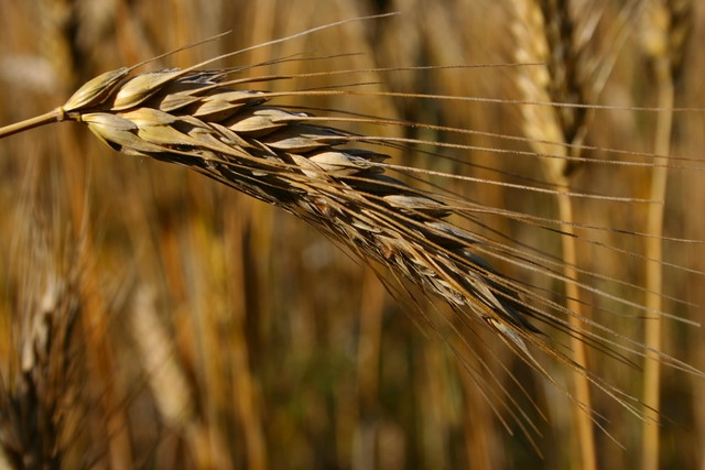 Iran finally agrees to import 1 million tons of wheat