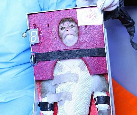 Iran fires monkey into space