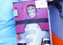 Iran fires monkey into space