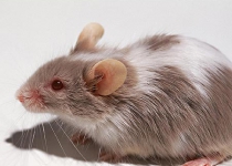 Iran crushing new enemy: Huge rats