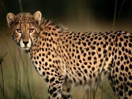 How many Asiatic cheetahs roam across Iran?
