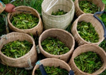 Iran tea production ups 65 pct