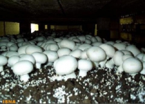 Iran inaugurates first bank of live edible mushrooms