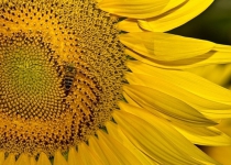 Photos: A sunflower farm in Iran  <img src="https://cdn.theiranproject.com/images/picture_icon.png" width="16" height="16" border="0" align="top">