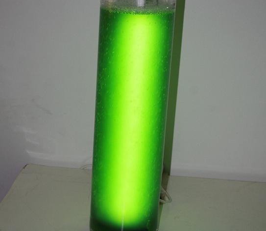 Iranian researchers build biolamp by alga