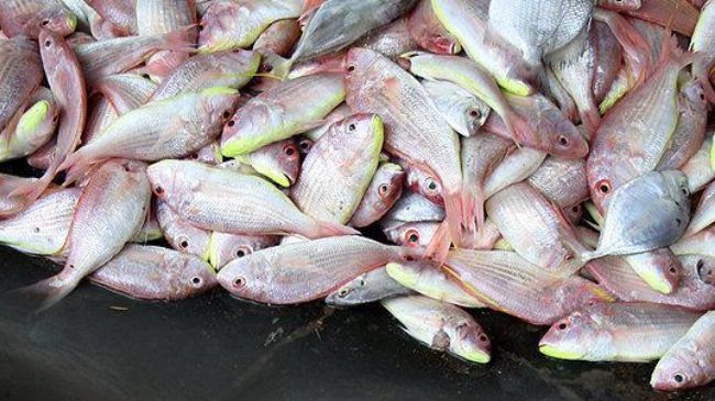 Iran annual fishery exports projected to reach $350 million: official