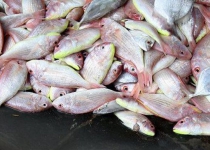 Iran annual fishery exports projected to reach $350 million: official