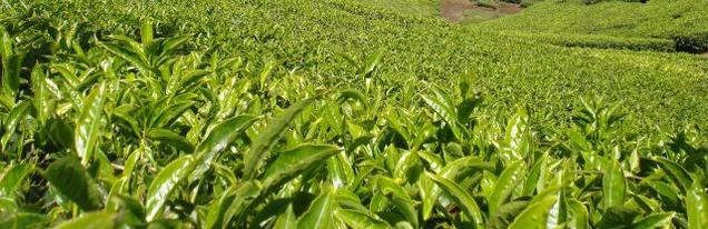 New flavour to Indo-Iranian tea ties