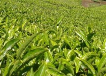 New flavour to Indo-Iranian tea ties