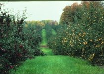 Iran: Orchard productivity up