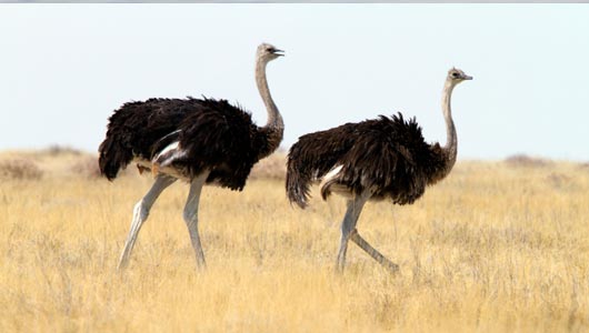  2nd consignment of ostrich exported to Tajikistan