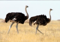 2nd consignment of ostrich exported to Tajikistan