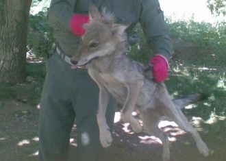 Wolves were kept in house by Iranian villager
