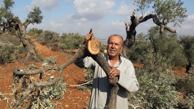 Israelis destroyed 4k olive trees in West Bank in 2012