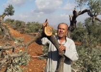Israelis destroyed 4k olive trees in West Bank in 2012