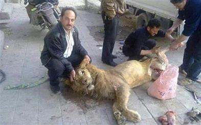 Syrian rebels take lion from Damascus zoo to eat