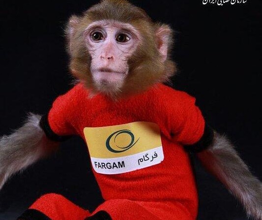 Iran: Second monkey sent into space
