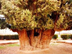 2,000 year-old trees registered on national heritage list