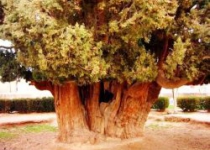2,000 year-old trees registered on national heritage list