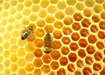 Iranian student uses honey bee to discover minerals
