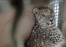 Photos: Rescue of a Persian Leopard  <img src="https://cdn.theiranproject.com/images/picture_icon.png" width="16" height="16" border="0" align="top">