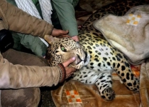 Photos: Rescue of a Persian leopard in Mazandaran jungle, Iran   <img src="https://cdn.theiranproject.com/images/picture_icon.png" width="16" height="16" border="0" align="top">