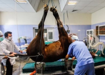Photos: Surgery on horse leg at Ferdowsi University, Iran  <img src="https://cdn.theiranproject.com/images/picture_icon.png" width="16" height="16" border="0" align="top">