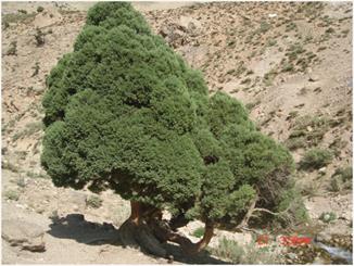 Lorestan juniper, victim of officials whims