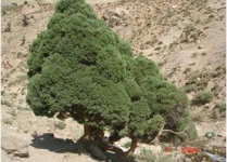 Lorestan juniper, victim of officials whims