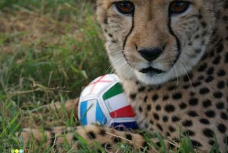 Iranian Cheetah to be featured on Iran Kit in Brazil World Cup