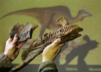 Fossil collection to return back to Iran