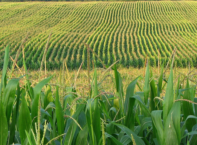 Hungary explores agricultural exports to Iran