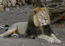 The Persian lion, Panthera leo persica, belongs to Persia