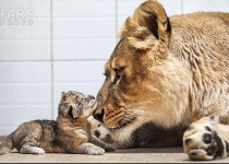 Photos: Lioness gave birth today in Tehran zoo  <img src="https://cdn.theiranproject.com/images/picture_icon.png" width="16" height="16" border="0" align="top">