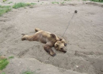 Iranian zoo faces prosecution by government over chained captive bear