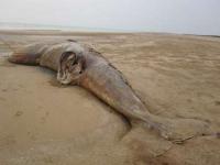 Rare whale found dead on Persian Gulf shore