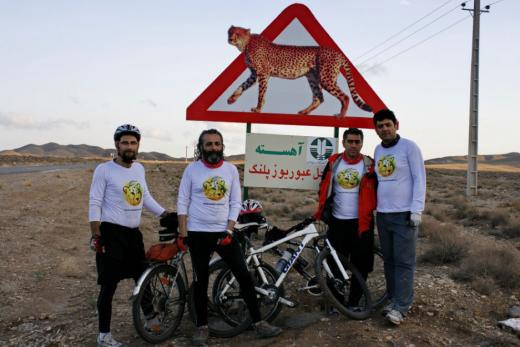 Courting endangered Cheetahs capture Iranian hearts