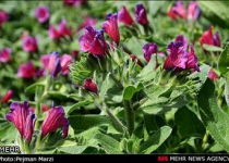 Ramsar; home to borage herb