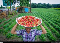 Photos: Strawberry farm, Iran   <img src="https://cdn.theiranproject.com/images/picture_icon.png" width="16" height="16" border="0" align="top">