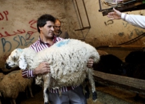 Australia to resume live sheep exports to Iran after 40-year boycott