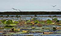 Pollution puts Anzali Lagoon on blacklist