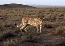 Iran tries to save Asiatic Cheetah from extinction 