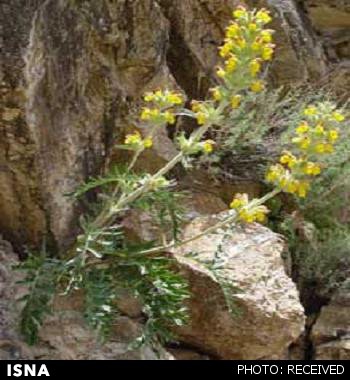 Iranian researchers find new herb from Lamiaceae family