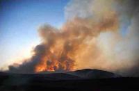 Suspicious forest fires give poachers cover