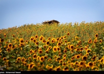 Photos: Sunflower farm  <img src="https://cdn.theiranproject.com/images/picture_icon.png" width="16" height="16" border="0" align="top">