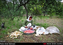 Photos: Pomegranate harvest in Northern Iran  <img src="https://cdn.theiranproject.com/images/picture_icon.png" width="16" height="16" border="0" align="top">