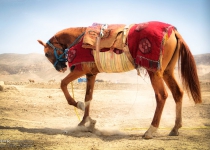 Photos: Turkoman horses bred in Iran  <img src="https://cdn.theiranproject.com/images/picture_icon.png" width="16" height="16" border="0" align="top">